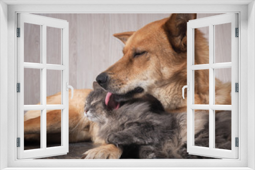 Fototapeta Naklejka Na Ścianę Okno 3D - A huge dog licking a cat