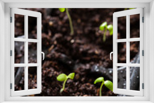 Fototapeta Naklejka Na Ścianę Okno 3D - seedling plants growing in germination plastic tray