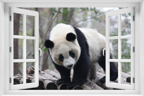 Fototapeta Naklejka Na Ścianę Okno 3D - Panda is exploring his Playground, Chengdu, China