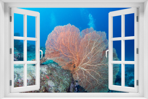 Fototapeta Naklejka Na Ścianę Okno 3D - School of tropical fish on the colorful underwater coral reef. Scuba diving with sea wildlife. Snorkeling on the reef with fish. Sea lily, corals and anthias fish.