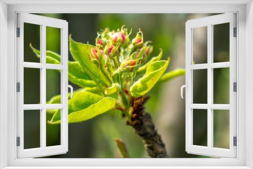 Fototapeta Naklejka Na Ścianę Okno 3D - Bluete einer Birne Frueh Jahr im Garten Lenz