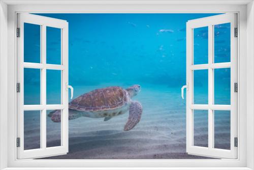 Fototapeta Naklejka Na Ścianę Okno 3D -  Swimming with turtles  Curacao Views