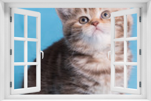 Fototapeta Naklejka Na Ścianę Okno 3D - Cute baby British kitten with stubby tail jumping and playing on blue background.