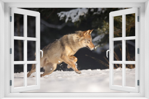Fototapeta Naklejka Na Ścianę Okno 3D - Wolf im Schnee