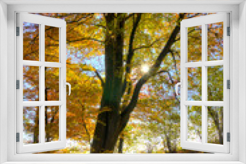 Fototapeta Naklejka Na Ścianę Okno 3D - tree in autum