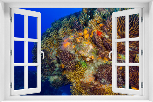 Fototapeta Naklejka Na Ścianę Okno 3D - Coral drop off