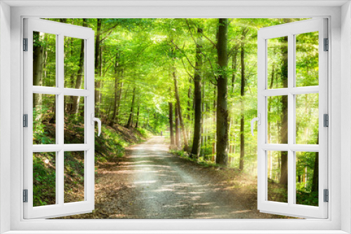 Fototapeta Naklejka Na Ścianę Okno 3D - Grünes Wald Panorama im Sonnenlicht