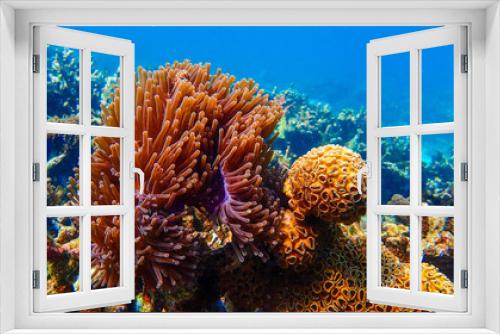 Fototapeta Naklejka Na Ścianę Okno 3D - Beautiful coral reef in underwater.