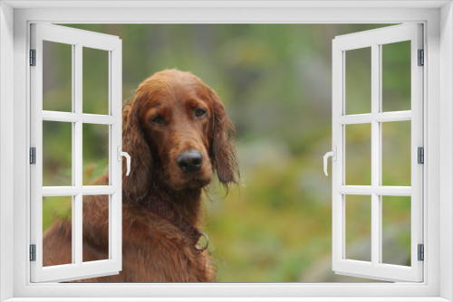 Fototapeta Naklejka Na Ścianę Okno 3D - Dog portrait on green background