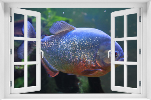 Fototapeta Naklejka Na Ścianę Okno 3D - big piranha fish