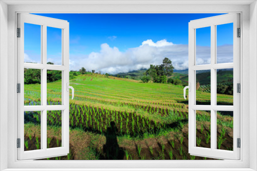 Fototapeta Naklejka Na Ścianę Okno 3D - green terraced rice field with blue sky at Chiangmai Thailand