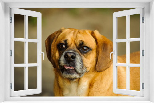 Fototapeta Naklejka Na Ścianę Okno 3D - Puggle dog outdoor portrait close up in natural envirnonment