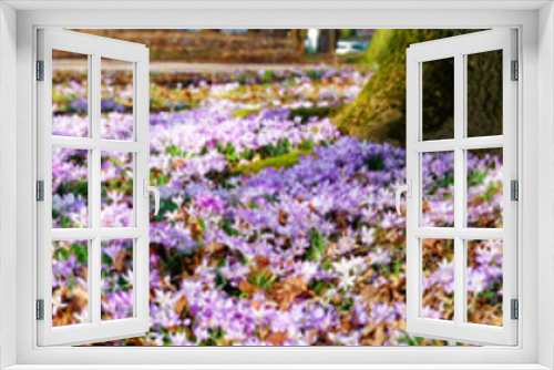 Fototapeta Naklejka Na Ścianę Okno 3D - Wiese mit zarten Blumen im Frühling