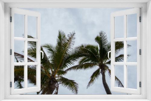 Fototapeta Naklejka Na Ścianę Okno 3D - Palm tree fronds background