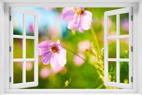 Fototapeta Naklejka Na Ścianę Okno 3D - The Kelsang flowers bloom luxuriantly sunrise.