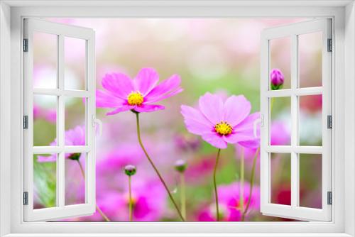 Fototapeta Naklejka Na Ścianę Okno 3D - cosmos flower field
