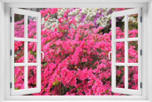 Fototapeta Naklejka Na Ścianę Okno 3D - Bougainvillea pink bush flowers