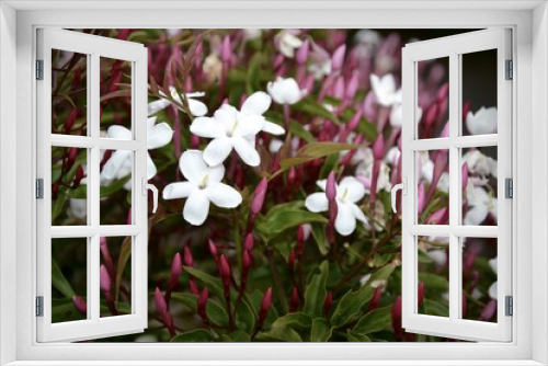 Fototapeta Naklejka Na Ścianę Okno 3D - fleurs