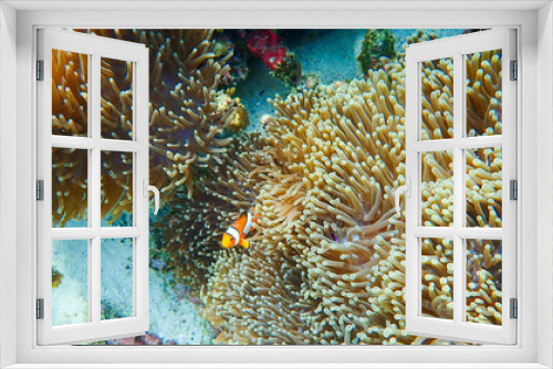 Fototapeta Naklejka Na Ścianę Okno 3D - Clownfish fishes with sea anemone under the sea