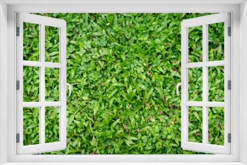 Fototapeta Naklejka Na Ścianę Okno 3D - Green grass background.