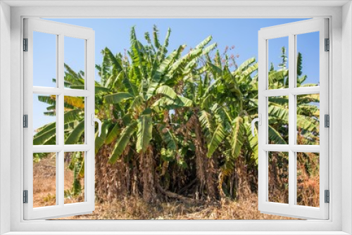 Fototapeta Naklejka Na Ścianę Okno 3D - Banana tree