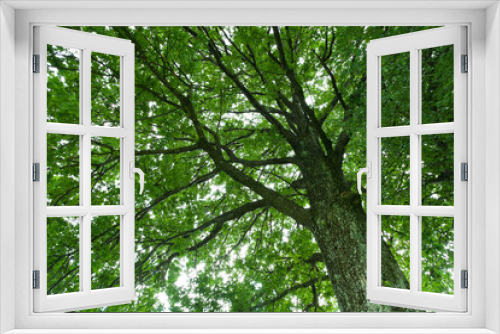 Fototapeta Naklejka Na Ścianę Okno 3D - Broadleaf tree, treetop