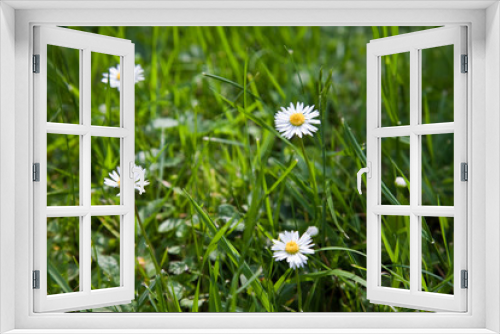 Fototapeta Naklejka Na Ścianę Okno 3D - Blooming daisys, meadow