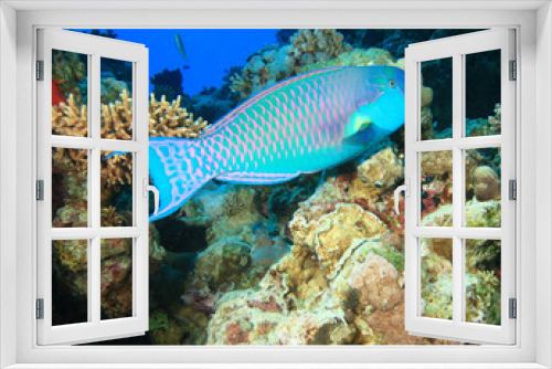 Fototapeta Naklejka Na Ścianę Okno 3D - Red Sea Steephead Parrotfish