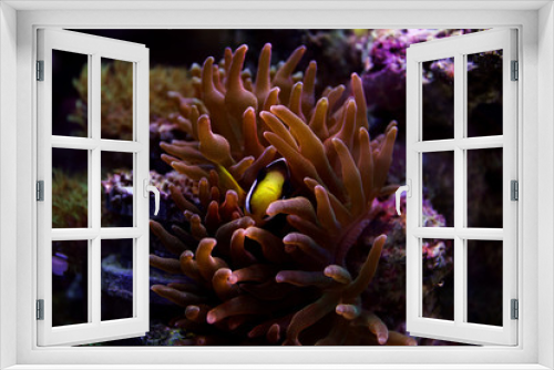 Fototapeta Naklejka Na Ścianę Okno 3D - Clarkii Clownfish (Amphiprion clarkii)