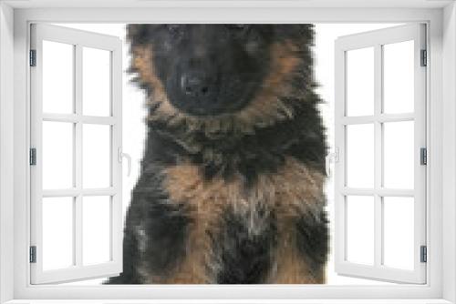 Fototapeta Naklejka Na Ścianę Okno 3D - puppy german shepherd