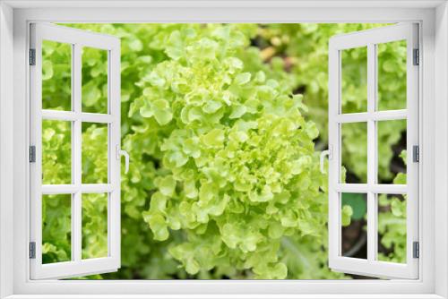 Fototapeta Naklejka Na Ścianę Okno 3D - Fresh lettuce leaves, close up.Salad leaf. Lettuce salad plant, hydroponic vegetable leaves.