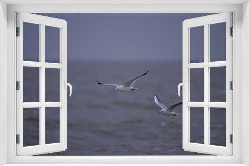 Fototapeta Naklejka Na Ścianę Okno 3D - The sea bird