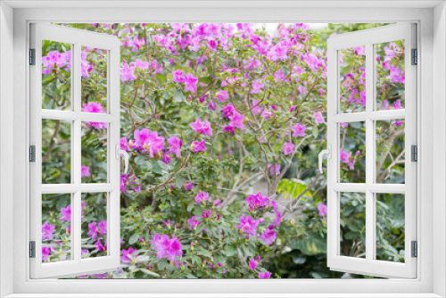 Fototapeta Naklejka Na Ścianę Okno 3D - Big pink azalea bush in the garden. Season of flowering azaleas