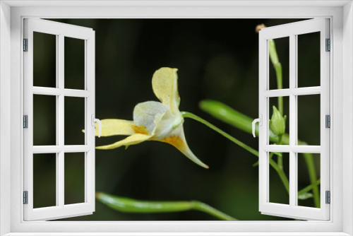 Fototapeta Naklejka Na Ścianę Okno 3D - zarte gelbe Blüte vom Springkraut