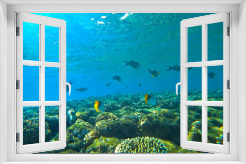 Fototapeta Naklejka Na Ścianę Okno 3D - coral reef and butterfly fish