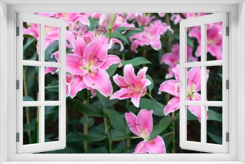 Fototapeta Naklejka Na Ścianę Okno 3D - pink lily flower in garden.