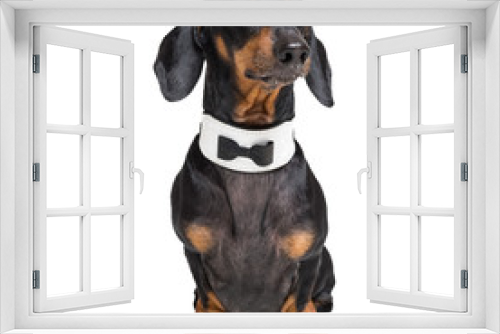 Fototapeta Naklejka Na Ścianę Okno 3D - Portrait of cute dog, dachshund, black and tan, wearing  bow tie, isolated on white background.