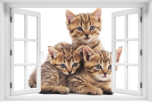 Fototapeta Naklejka Na Ścianę Okno 3D - Three small kittens.