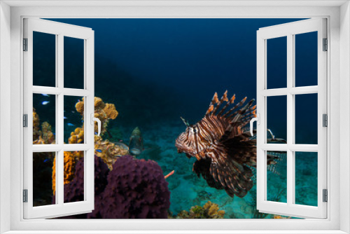 Fototapeta Naklejka Na Ścianę Okno 3D - An invasive lionfish in the Caribbean is stalking its prey for its next meal. This invasive species is causing damage to the environment by eating local fish stocks too much