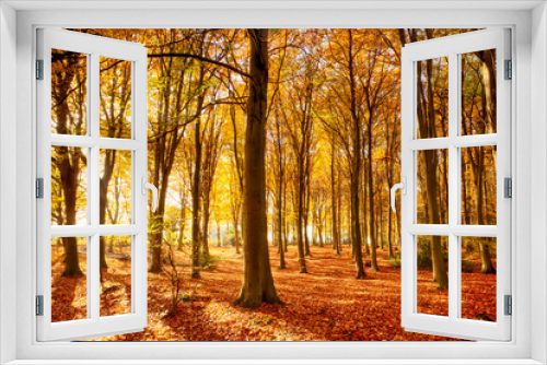 Fototapeta Naklejka Na Ścianę Okno 3D - Beautiful autumn woodland colours in Norfolk