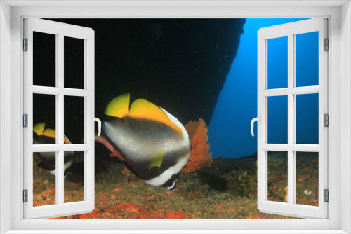 Fototapeta Naklejka Na Ścianę Okno 3D - Fish underwater coral reef