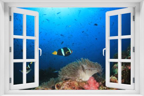 Fototapeta Naklejka Na Ścianę Okno 3D - Clownfish anemonefish fish