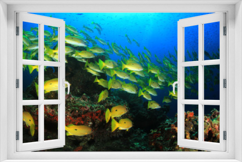 Fototapeta Naklejka Na Ścianę Okno 3D - Fish on underwater coral r eef