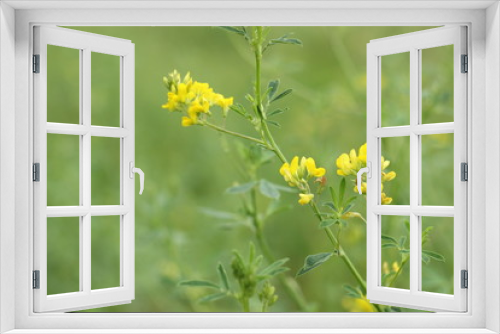 Fototapeta Naklejka Na Ścianę Okno 3D - Yellow wildflowers