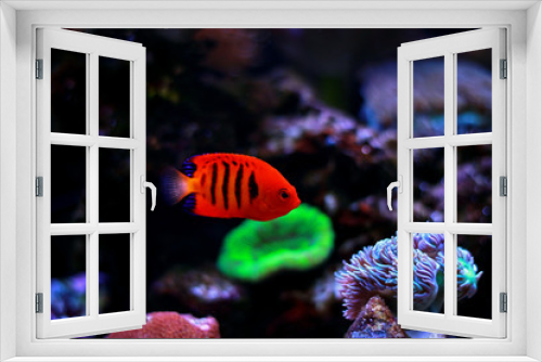 Fototapeta Naklejka Na Ścianę Okno 3D - Flame Angelfish (Centropyge loricula) 