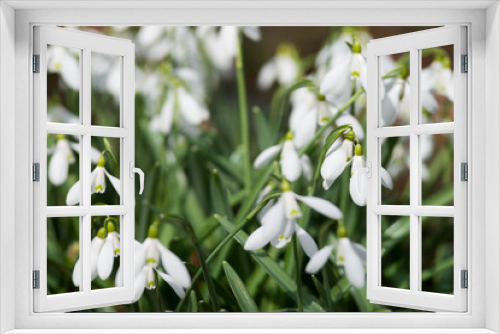Fototapeta Naklejka Na Ścianę Okno 3D - white snowdrop flowers in spring