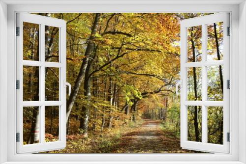 Fototapeta Naklejka Na Ścianę Okno 3D - Herbst im Nationalpark Hainich