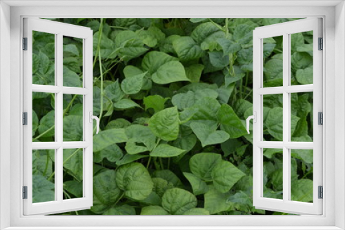 Fototapeta Naklejka Na Ścianę Okno 3D - Beans. Phaseolus. Bean leaf. Garden. Field. Growing. Close-up. Horizontal photo