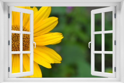 Fototapeta Naklejka Na Ścianę Okno 3D - Heliopsis helianthoides. Perennial. Similar to the daisy. Tall flowers. Flowers are yellow. Close-up. On blurred background. It's sunny. Garden. Flowerbed. Horizontal photo