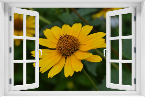 Fototapeta Naklejka Na Ścianę Okno 3D - Heliopsis helianthoides. Perennial. Similar to the daisy. Tall flowers. Flowers are yellow. It's sunny. Garden. Floriculture. Horizontal photo